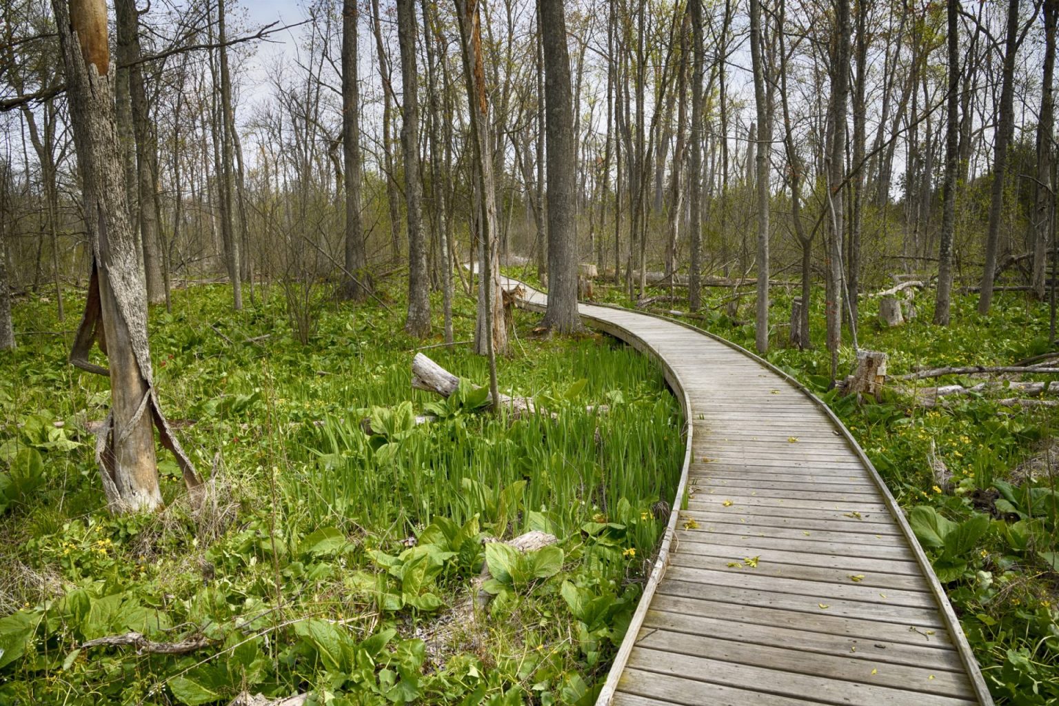 Cedar Bog Nature Preserve | Urbana Ohio | Earth Day Walk