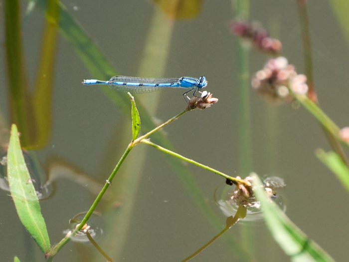 Cedar Bog Nature Preserve | Urbana Ohio | Large Odonata at Cedar Bog