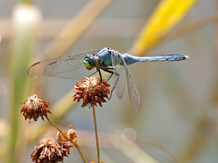 Cedar Bog Nature Preserve | Urbana Ohio | Photographing Cedar Bog from ...