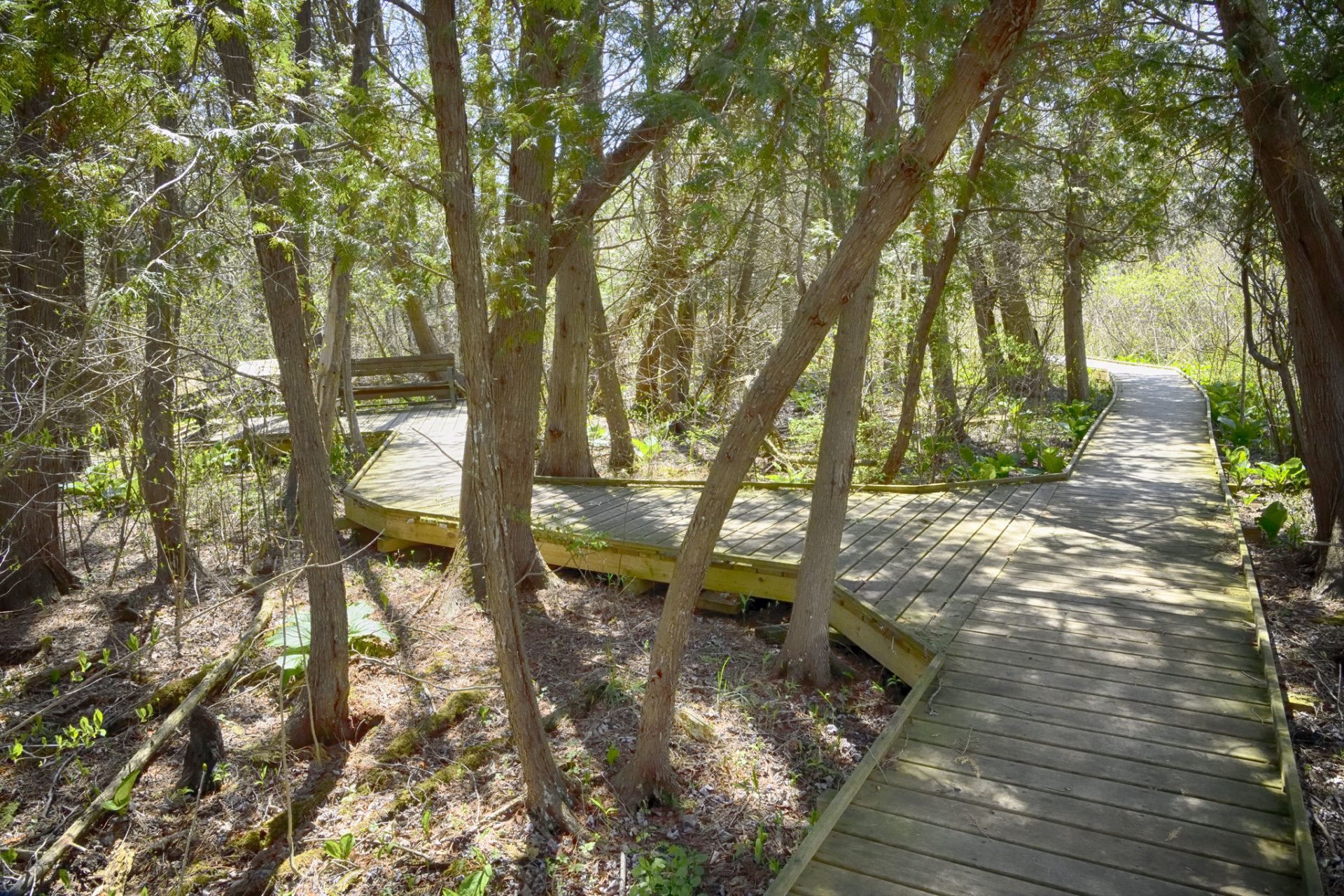 Cedar Bog Nature Preserve | Urbana Ohio | Missing Sundays at the Bog ...